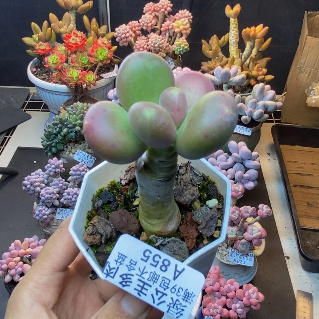 855芒果奶多肉4c m