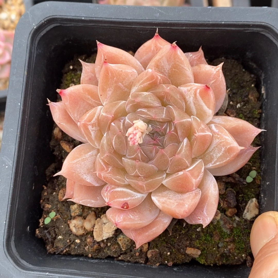 精品多肉一物一拍不包整142