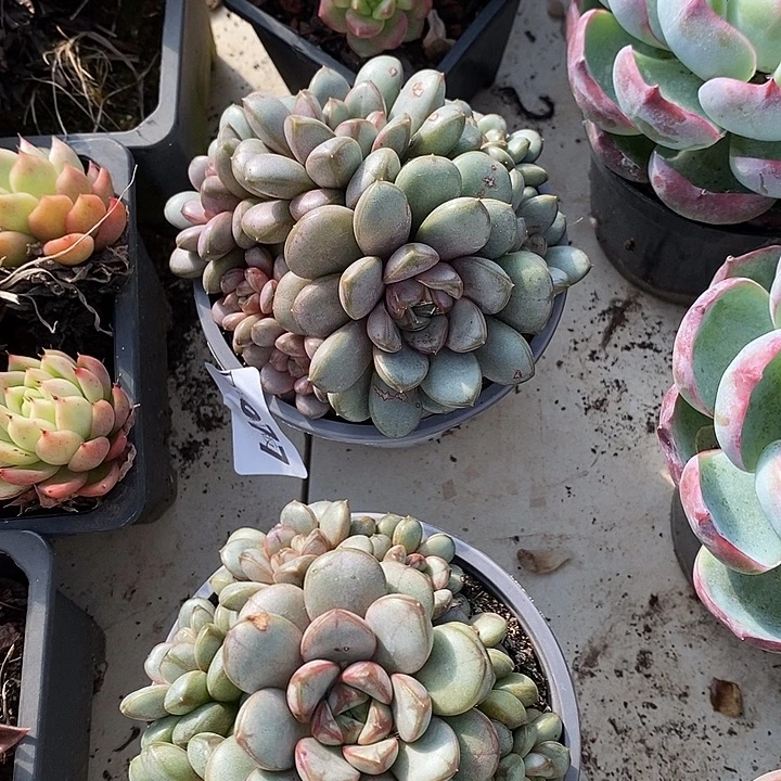 破***茧077葡萄多肉植物多肉