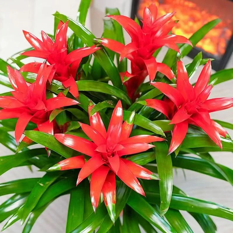 鸿运当头盆栽室内客厅四季开花好养美观招财植物