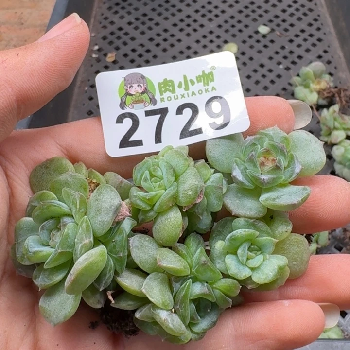 ꧔****无花朵多肉植物多肉植物