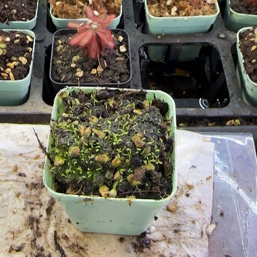 无花朵斜果狸藻类