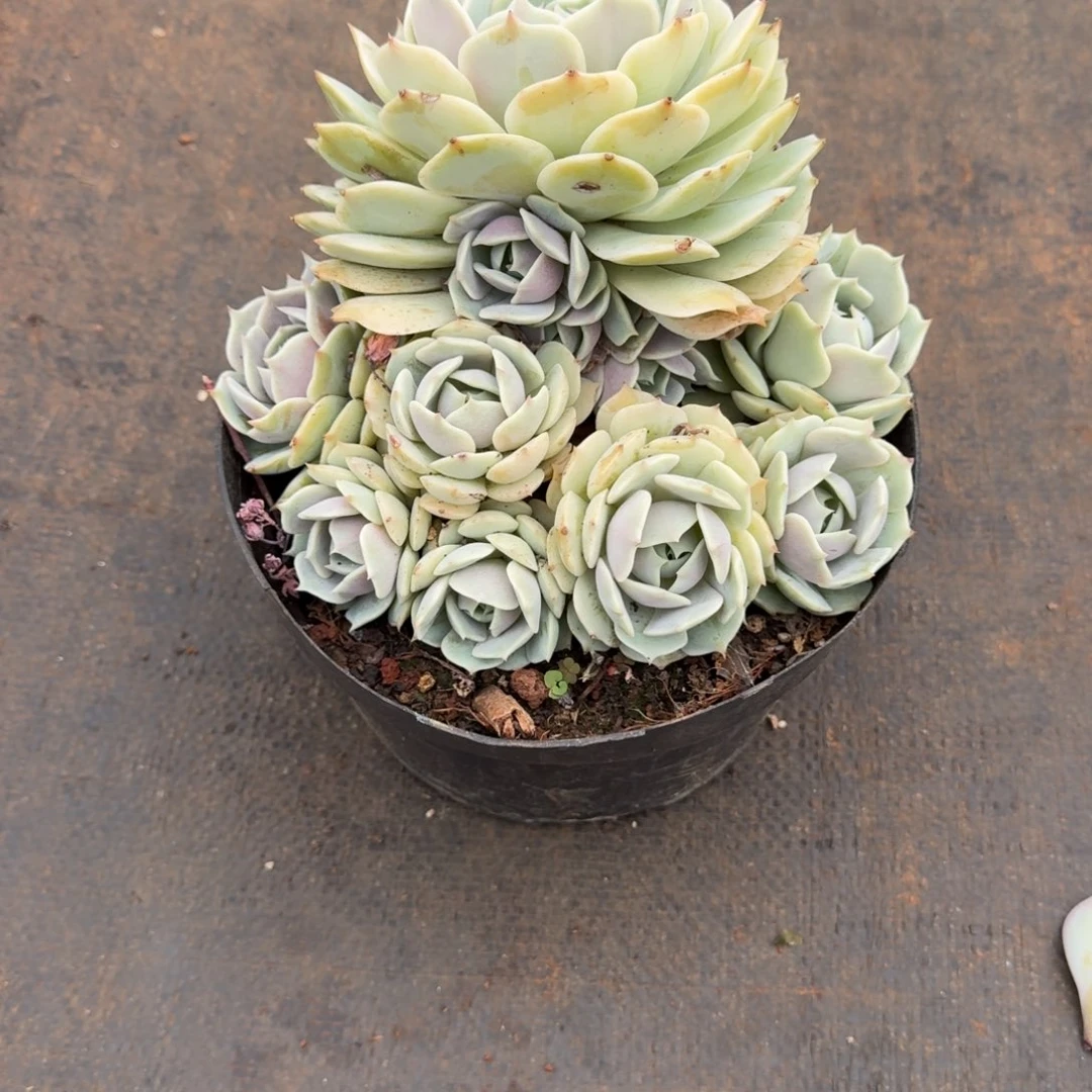 不开花植物群生露娜连