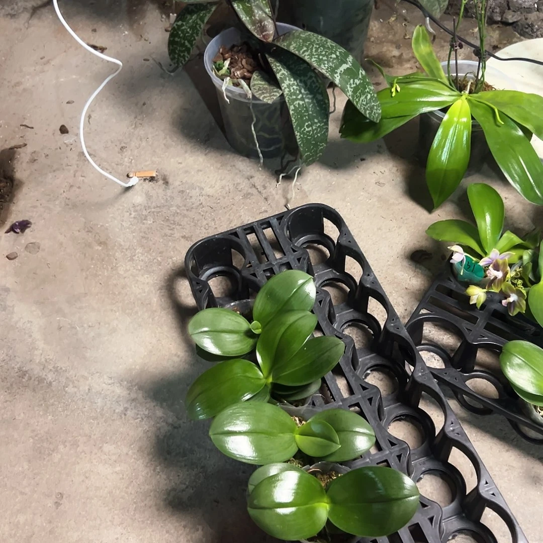 不开花植物香奈儿苗2.5