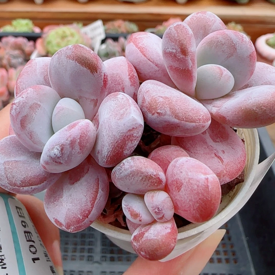 花语逸镜1009-206雪兔