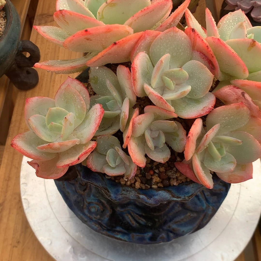 白凤白的得得得得