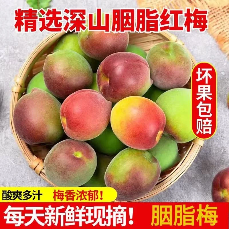（胭脂梅）云南大理高原新鲜胭脂梅鲜果可做酵素泡酒的酸梅子水果