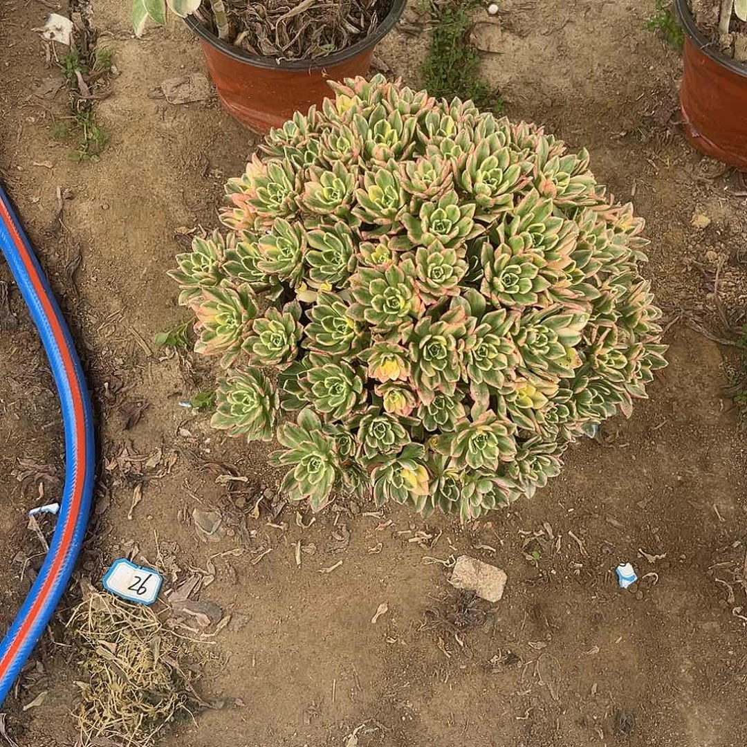 7甜茶法师多肉植物