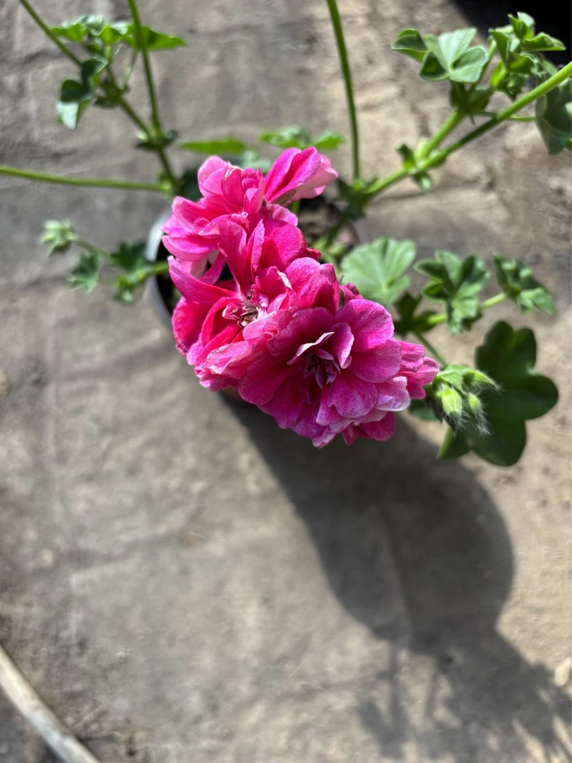 葡萄莲一盆包邮到家