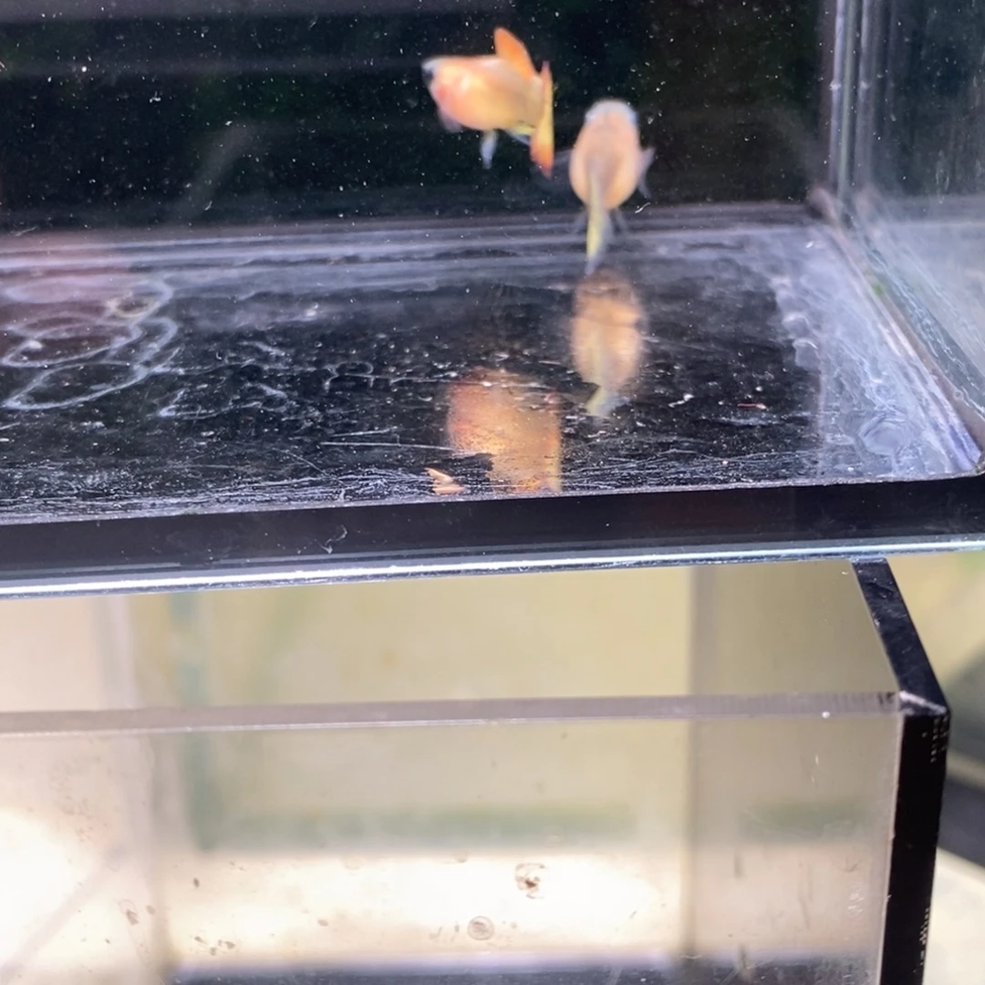 孔雀鱼小蜜蜂短球一对