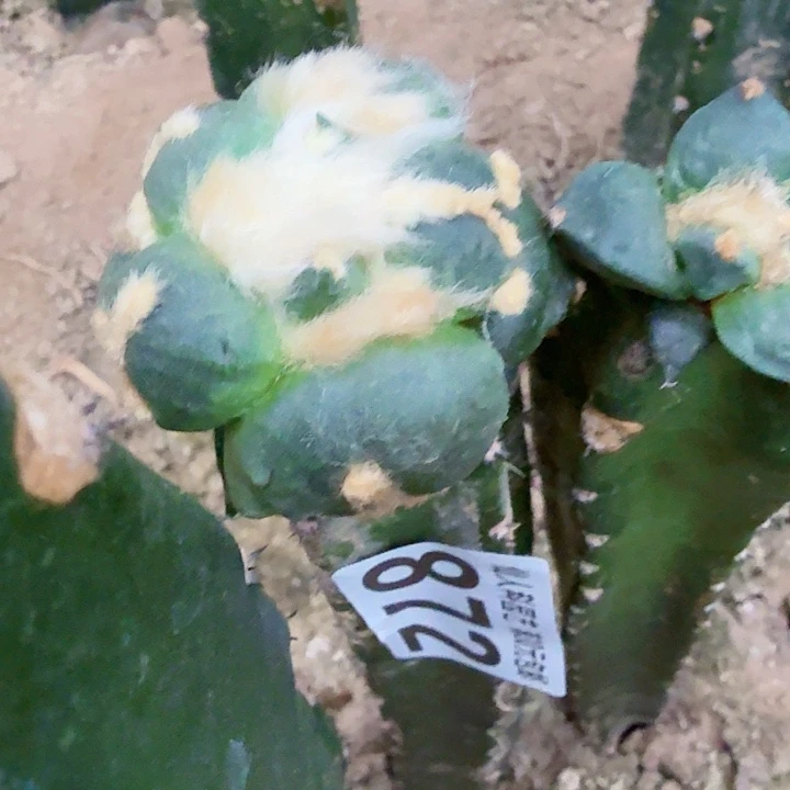 用***5无花朵872蛋蛋牡丹要寄养水池西六