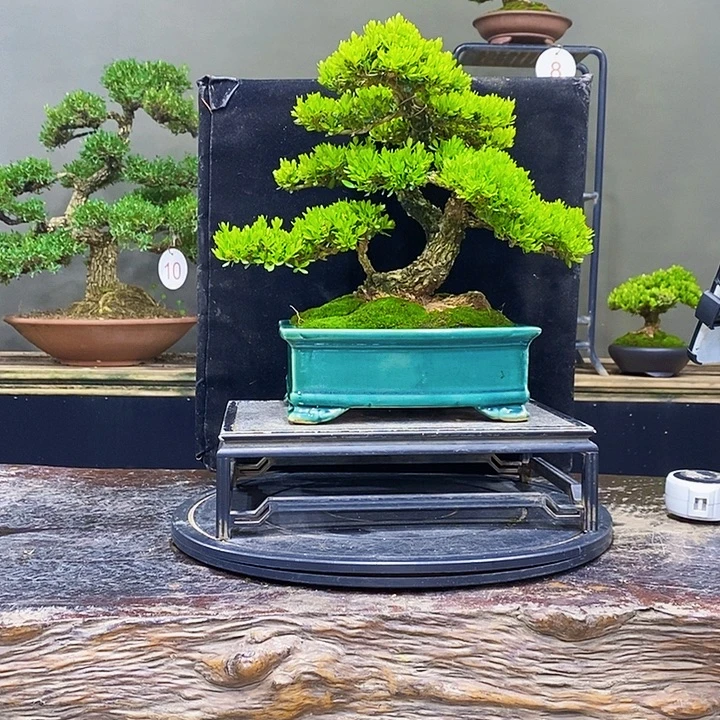 无花朵黄杨盆景四季常青