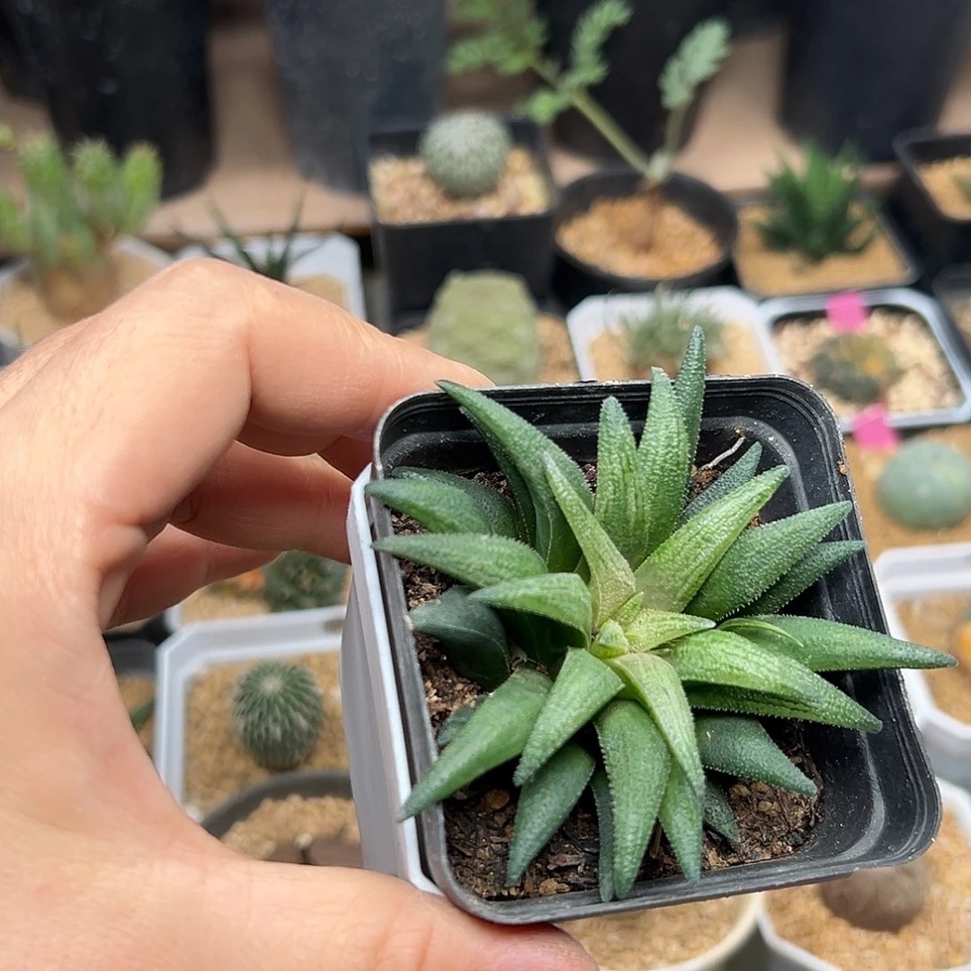 群蛟一颗一颗一颗