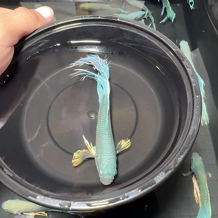 斗鱼直播间对图无纹蓝1