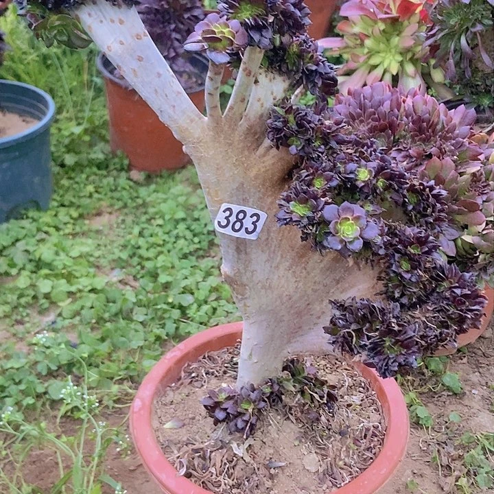 383黑缀化老板子法师缀