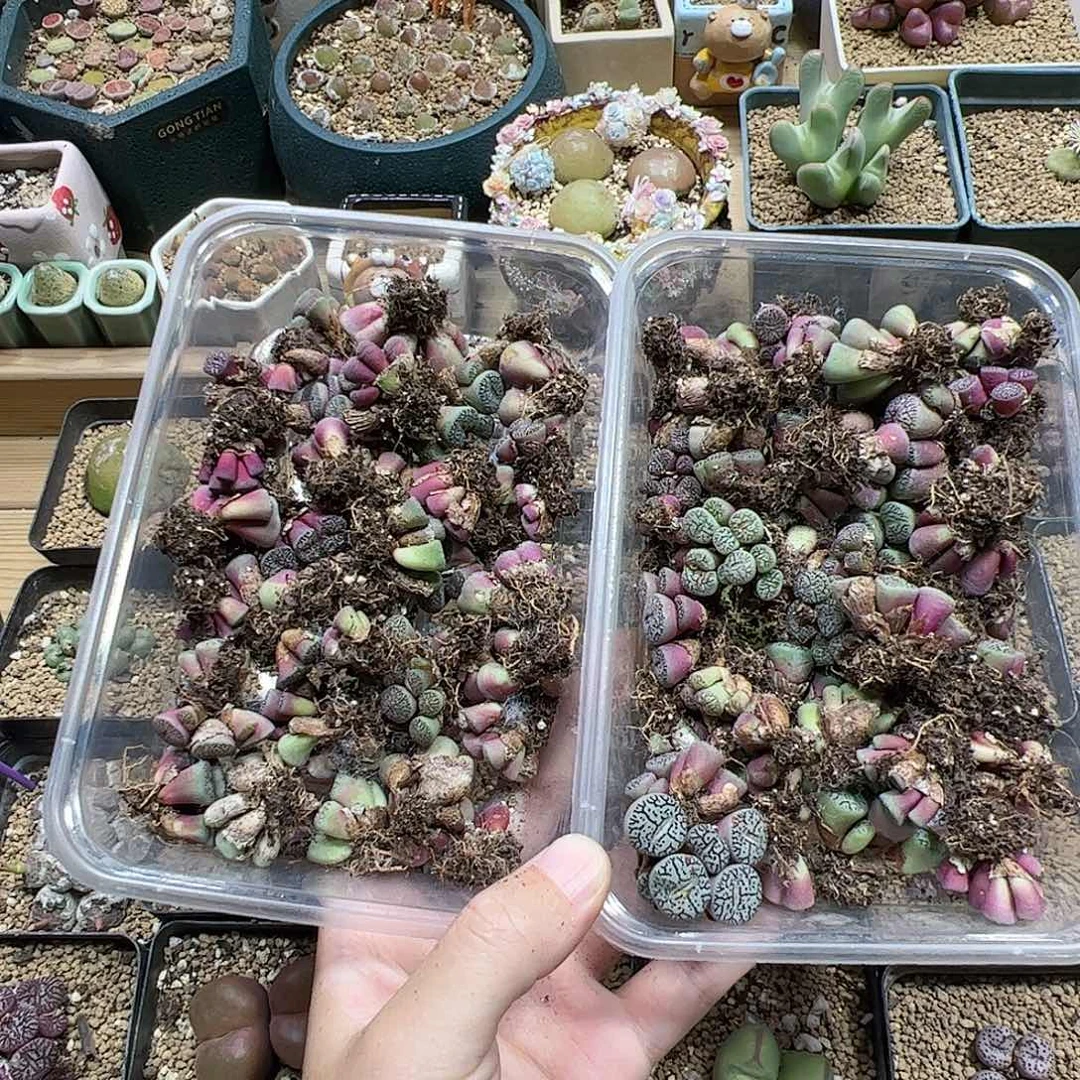 【闪购商品】320 清盒 墨