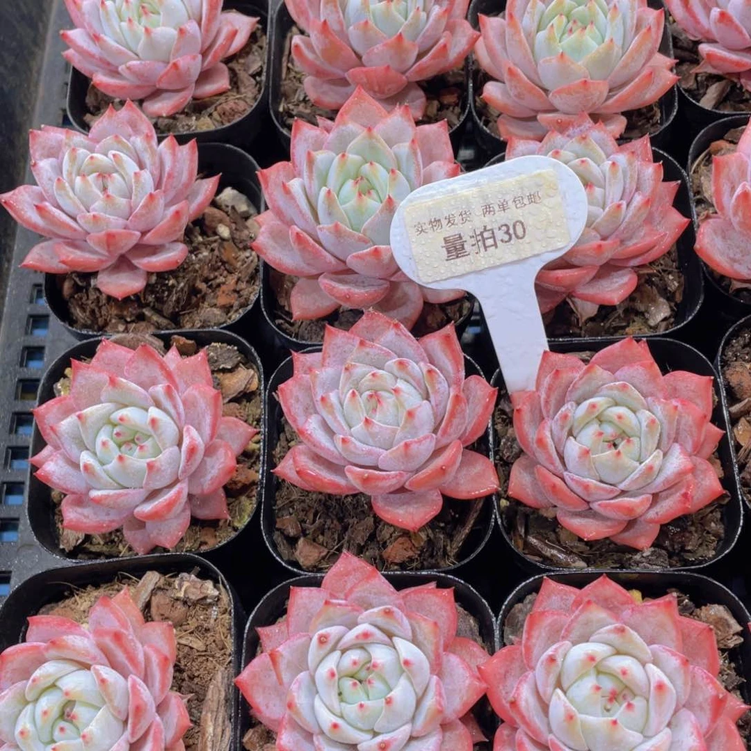 量拍30号 全状态粉蓝鸟单头一个