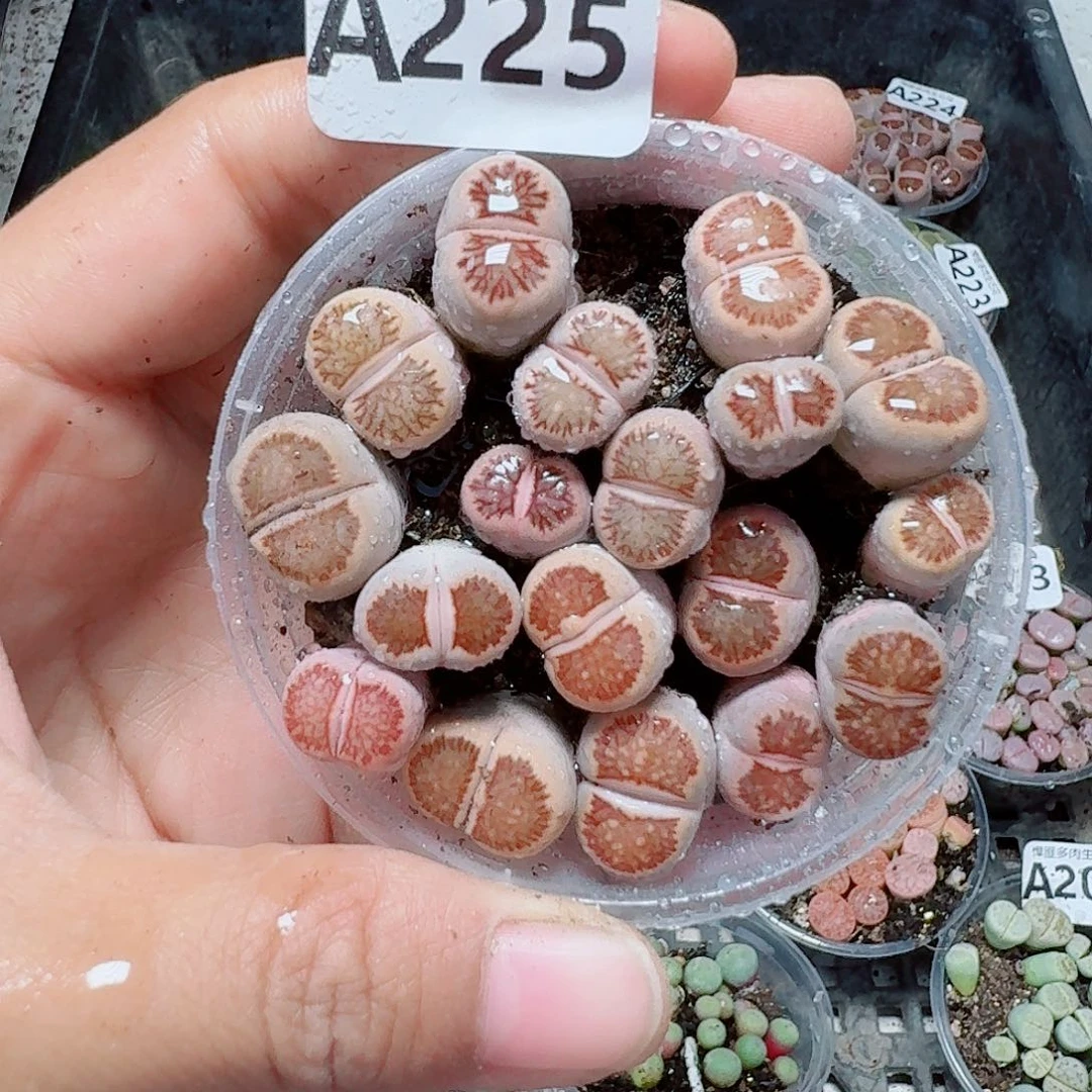 225多肉植物多肉植物