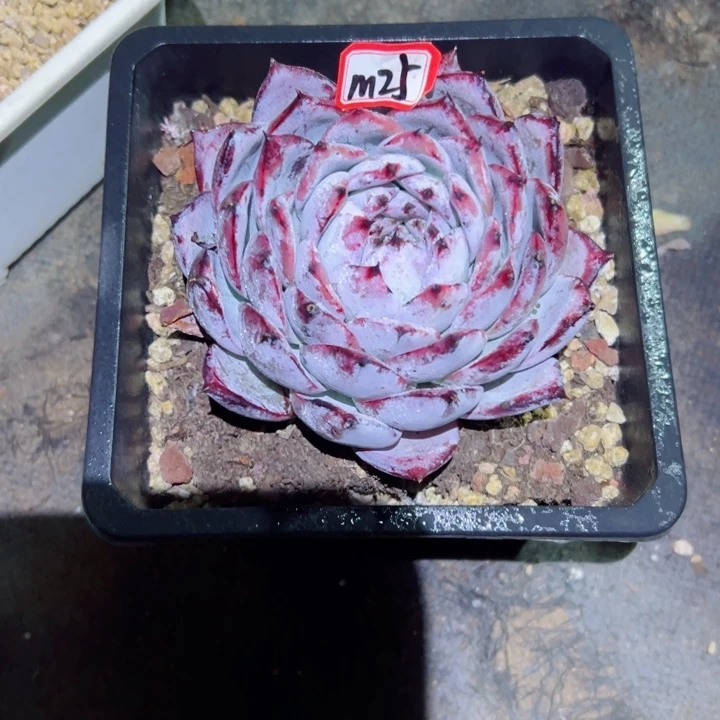 九*精品多肉植物老桩