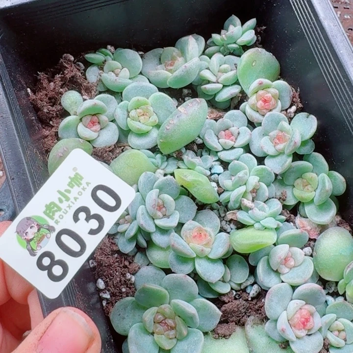 大***妮多肉植物多肉植物