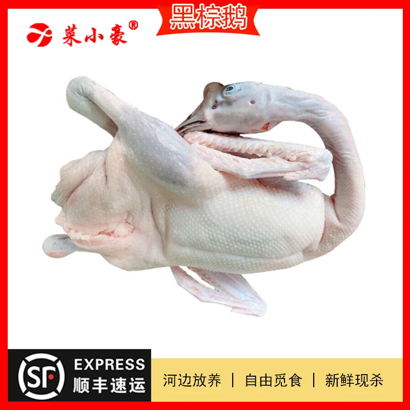 商用120天羽中王清远黑棕鹅（鲜品，10%含油量，发货不退）