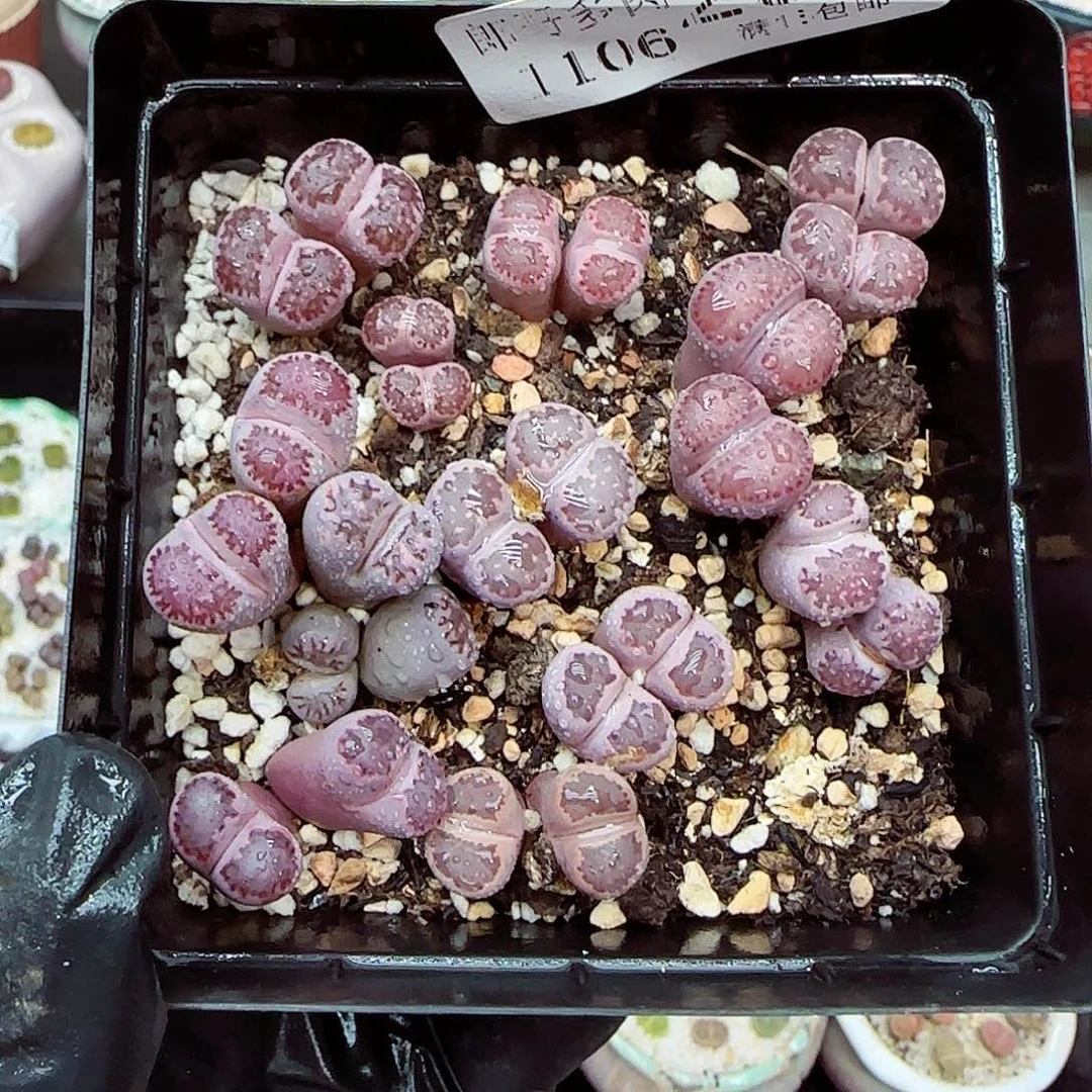 生石花满18包邮1106-206