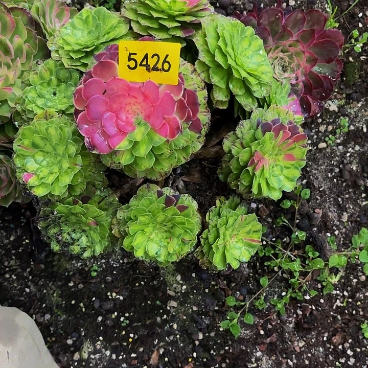 哈哈多肉葡萄福利5426件