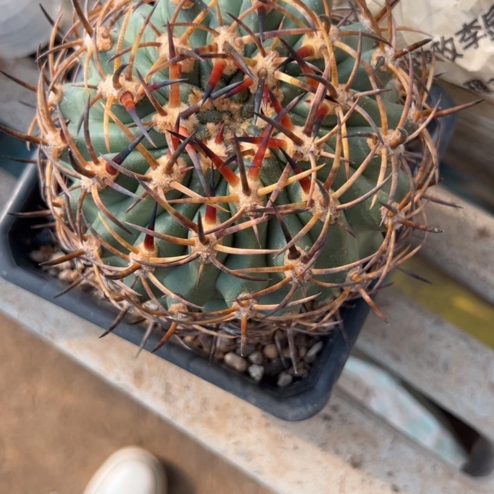 斌*五百淋雨仙人球一个