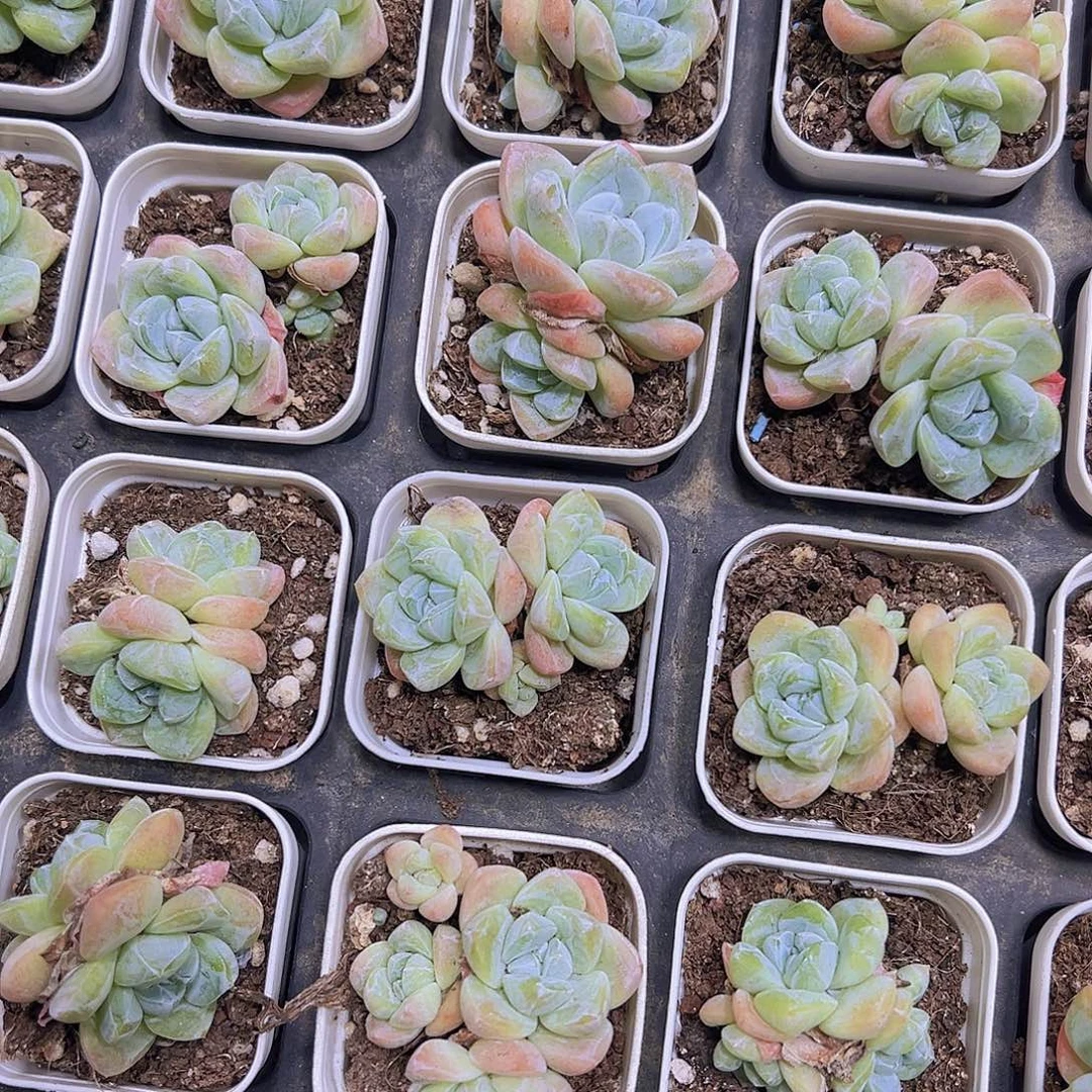 双头冰玉2盆9.9包邮