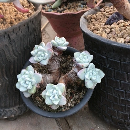 韩货苹果叶仙女棒杯