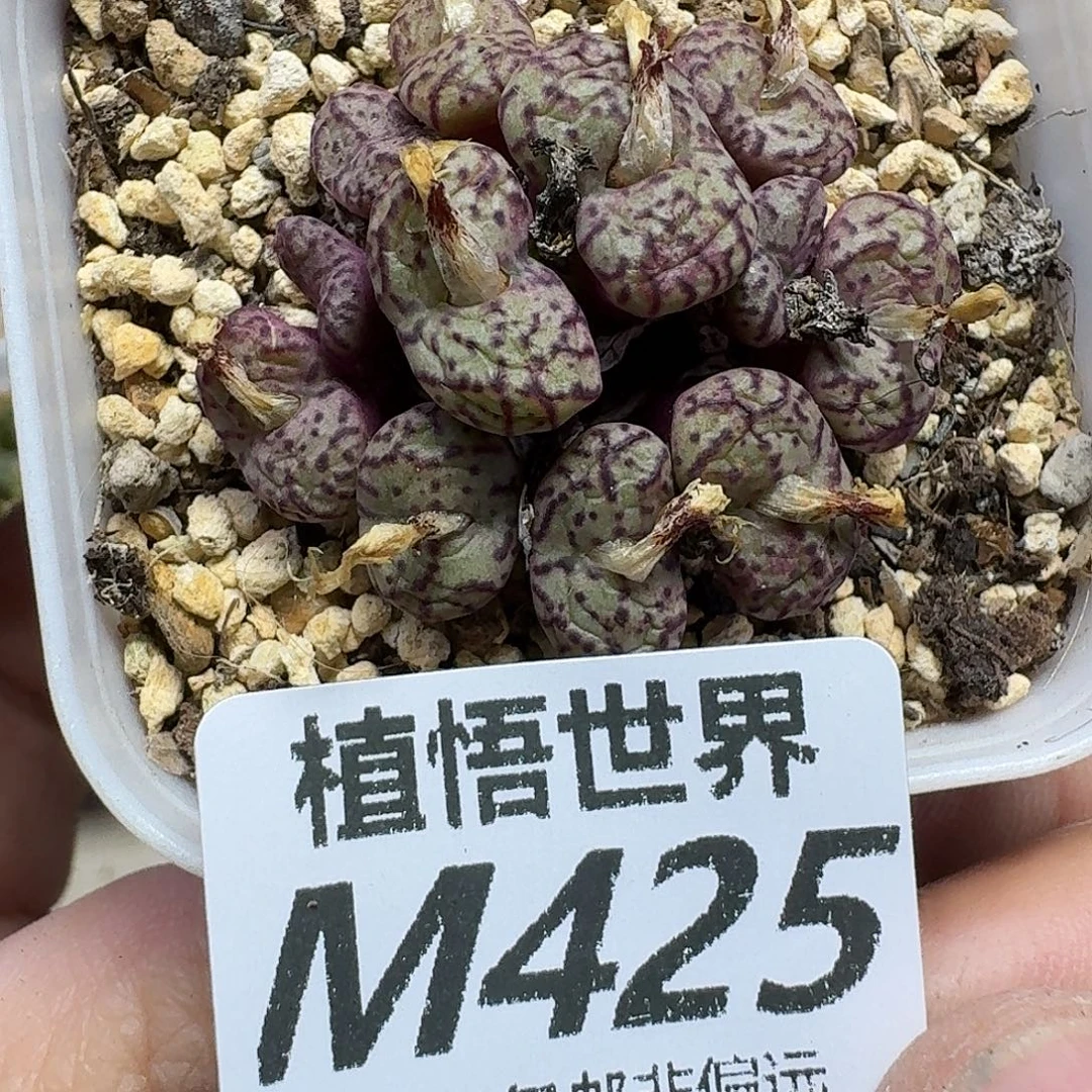 多肉植物的人生fhhnn