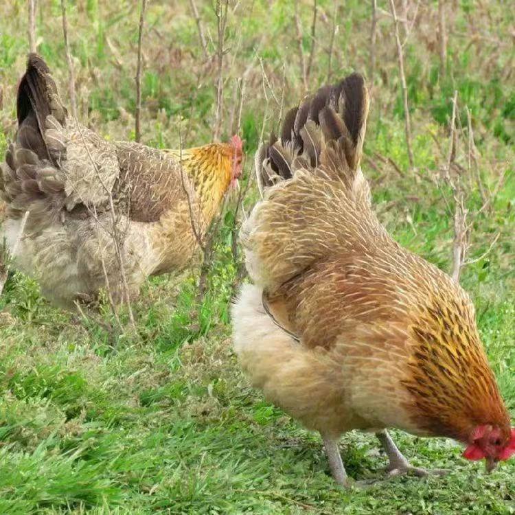 青脚麻羽绿壳蛋宠物鸡农家散养宠物鸡