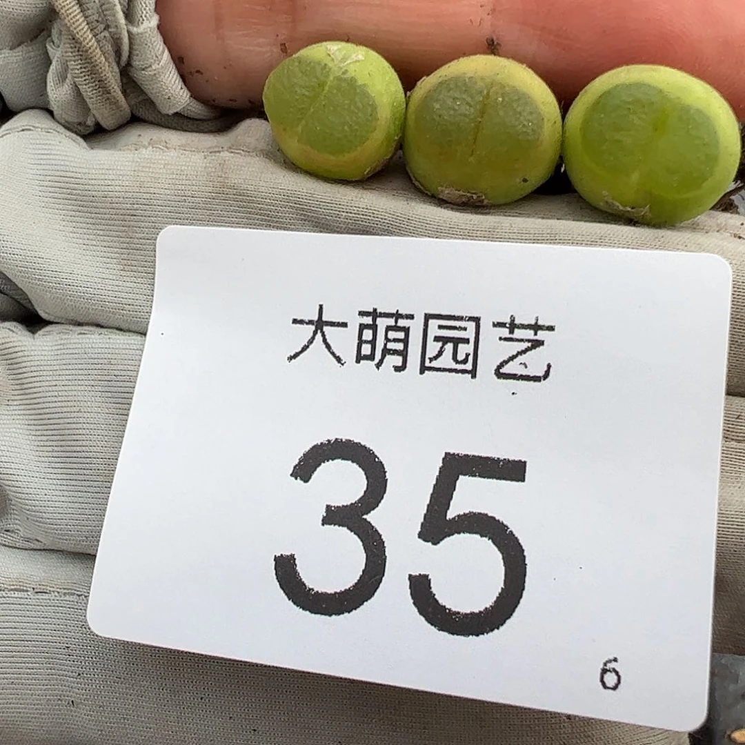 量拍以下1颗母本8年+雪茄。  35