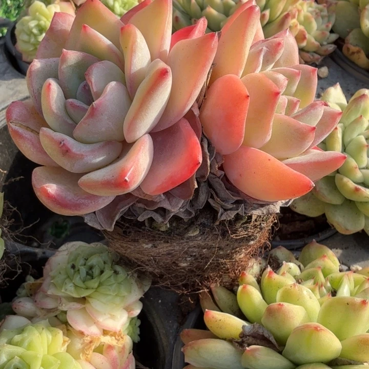 奶油泡芙。