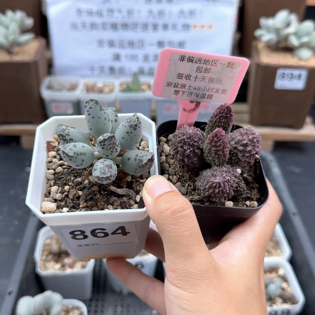 864白肌海报朱紫玉多肉