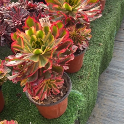 三***资376，425魅影手捧多肉