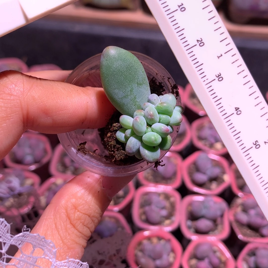 苹果奶酪多肉苹果吗293