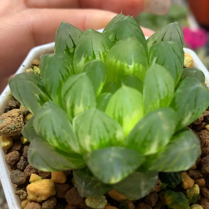 龙鳞玉露锦带盆土发货