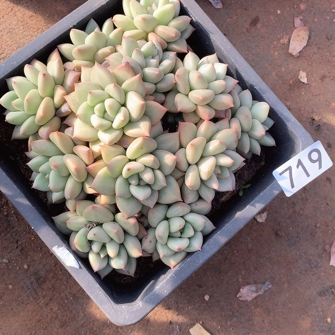 719 一物一拍多肉