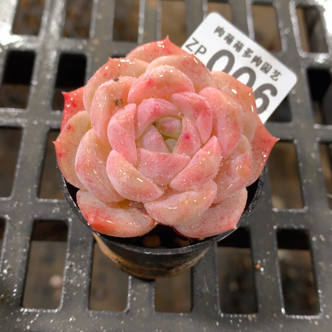 肉萌萌拇指盆精控多肉ZP006