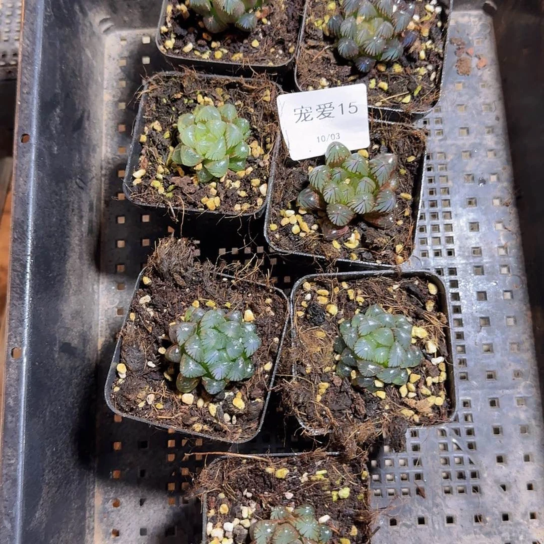 直播福利一物一拍15