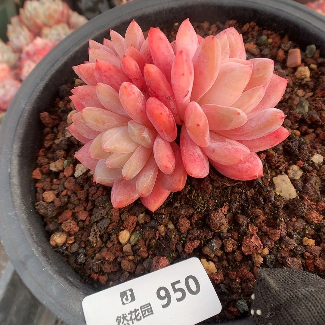 950雪天使多肉植物6666