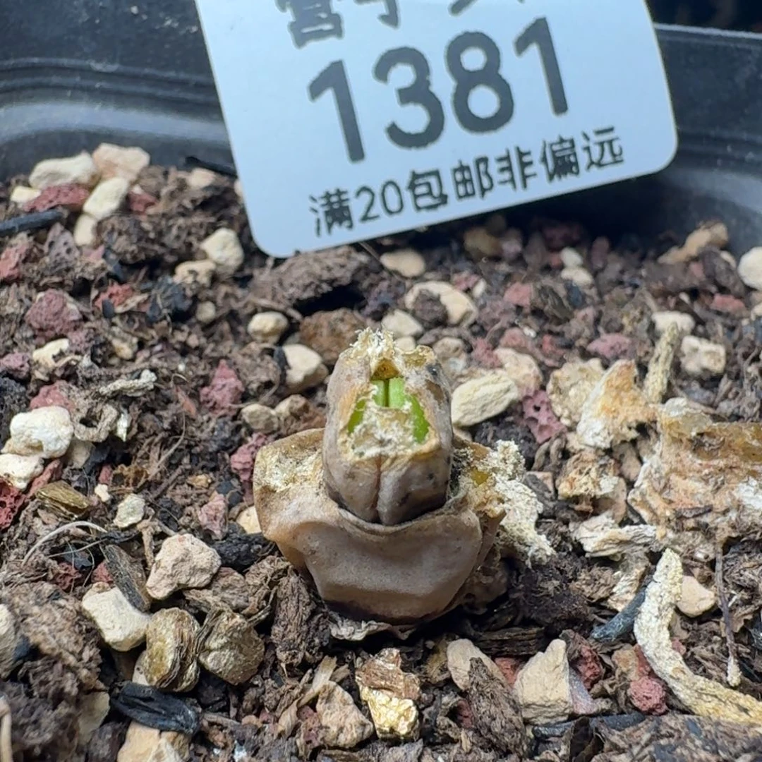 碧光环带盆土