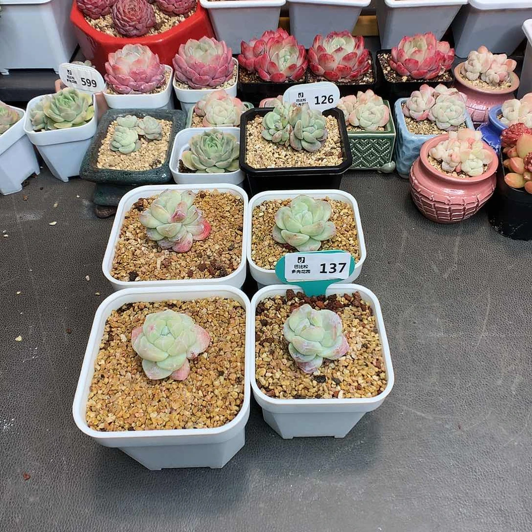 白*琛137 四个石化多肉