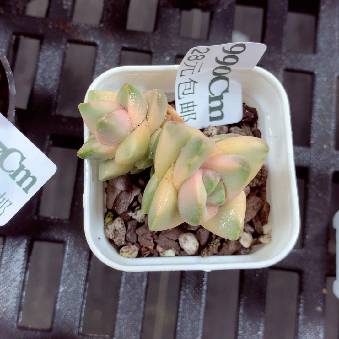 5厘米盆精控多肉990