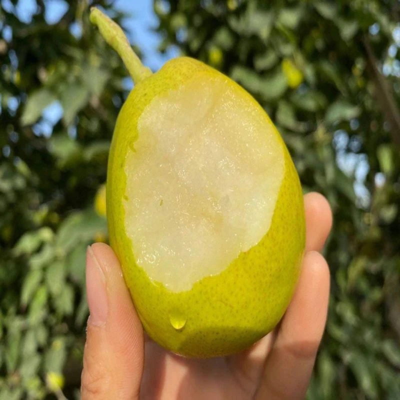 新疆库尔勒酸脆黄新鲜香梨水果当季热卖皮薄多汁怕【中油甄选】