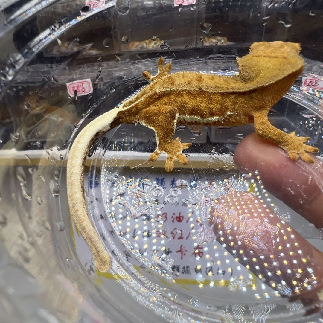 睫角守宫幻影莉莉
