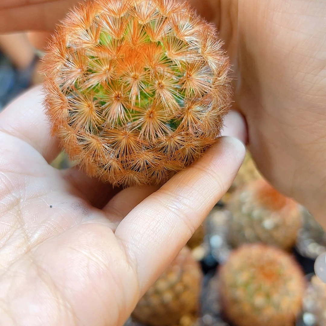 实生泰系红刺嘉文丸4公分1颗