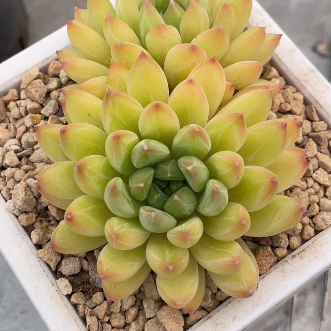 甲骨文双头满35包邮