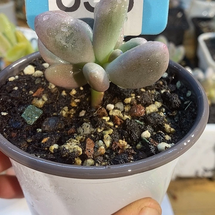 米可638拉丝小树多肉啊啊啊